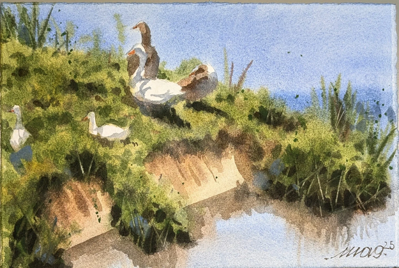 Oche nel giardino — acquerello di Marco Novo